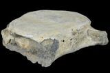 Fossil Whale Vertebra - Yorktown Formation #129566-1